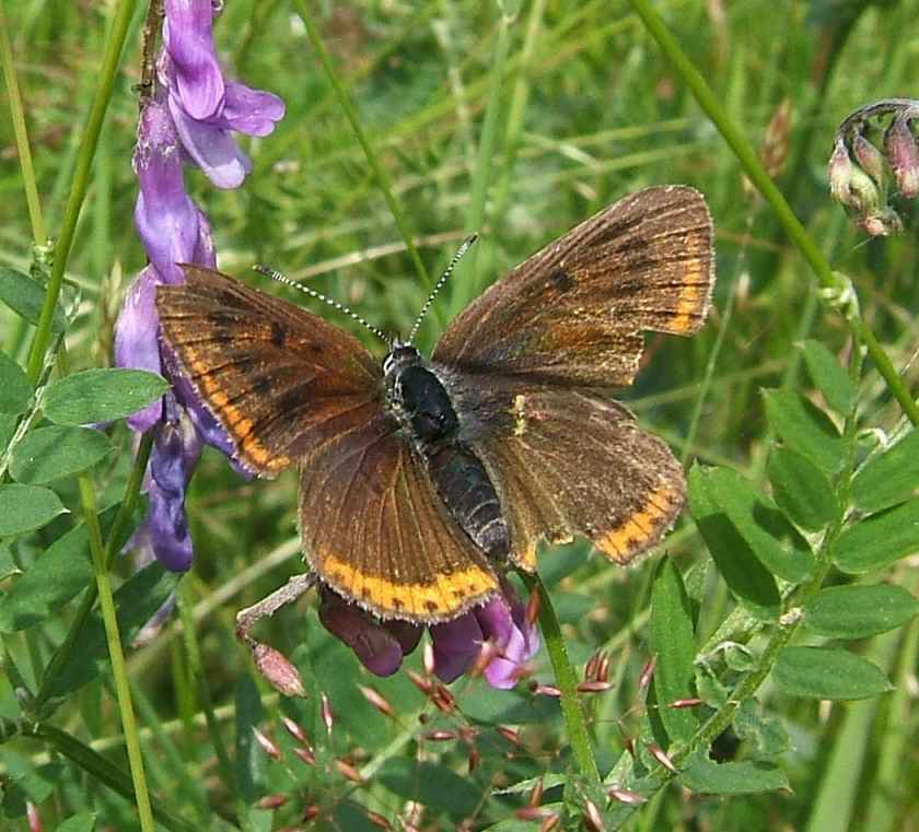 Lycaena hippothoe Lycaena hippothoe